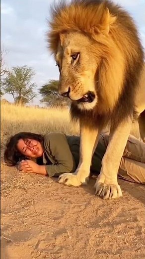 Lion Stares Down Terrified Woman in an Intense Close Encounter!
