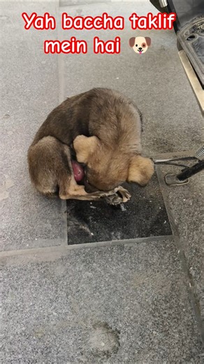 is bacche ko chot lag Gai Hai 🐶 #the nature Naman #Dhirendra Singh #ytshorts #viral #trending