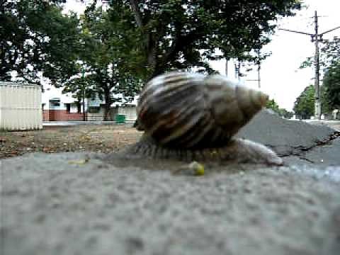 The Largest Snail on Earth: The Giant African Land Snail (GALS) - Manhiça - Mozambique - Africa