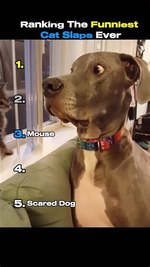 Ranking The Funniest Cat Slaps Ever 😂#shorts