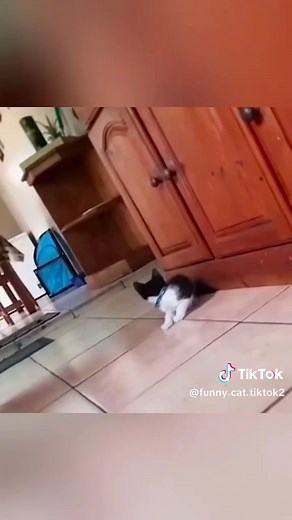 #funn #funny #foryou #cat #for #fyp #catsoftiktok #funnycat #funn #funny #funnytikt #funn #tiktok #funnytiktok