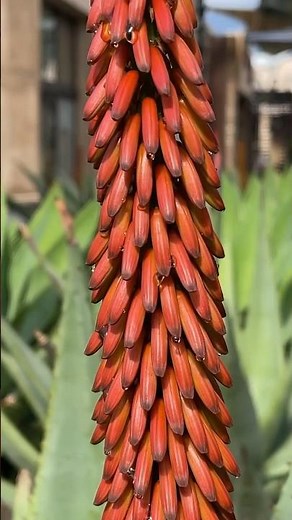 Monster bloom spike 🔥🙌 #aloe #plants #succulents