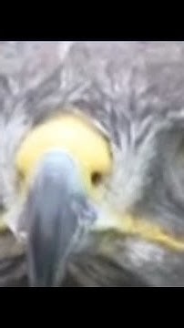 The Seahawks’ Taima lives in Spokane
