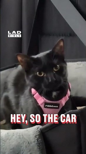 Gotta pass on the message 🤣 (🎥: ViralHog)