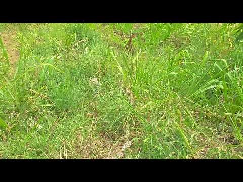 Men peeing in nice location| Men peeing outdoor| urination freedom