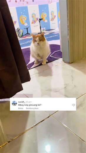 Kucing dengan Kaki Unik: Cerita Mboy yang Lincah