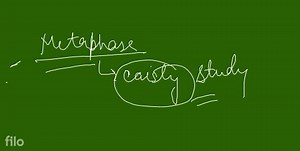 Draw a well labelled diagram to show the metaphase stage of mit... | Filo