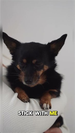 Simple Puppy Training Steps for Beginners – At-Home Basics 2026