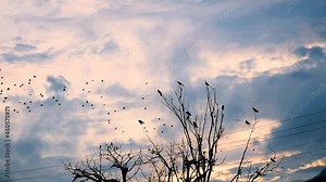 Silhouette of flock of birds flying in front of clouds during evening