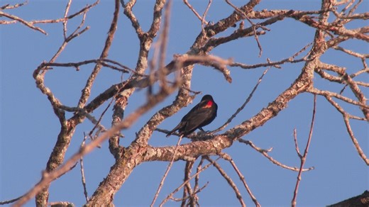 Great Wisconsin Birdathon begins April 15