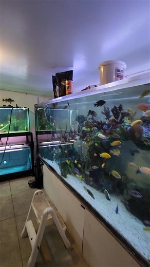 49K views · 910 reactions | Do Cichlids get picked off? #cichlids #fish #aquarium | Ohio Fish Rescue | Facebook