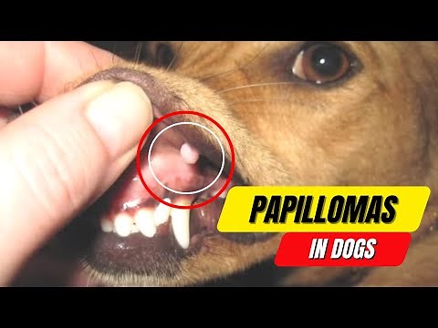 Papillomas in Dogs: A Complete Guide to Symptoms and Treatment 2023