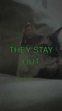 Why Cat Claws Are Different A Furry Mystery Have you ever noticed that your cats back...