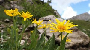 Arnica montana flower moved by the wind in spring in high mountain alpine landscape