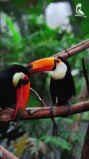 Tucán: ¡Mucho más que colores bonitos! 🦜🌴