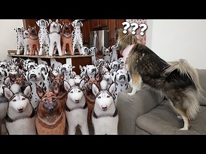 Surprising My Husky with a House Full Of Dogs For Her Birthday!