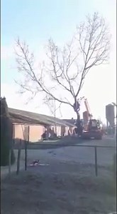 Controlled felling | Forestry Equipment in Action