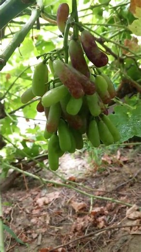 Finger-Shaped Moondrop Grapes Hanging on the Vine 🍇 | Sweet Sapphire Black Seedless Grapes #grapes