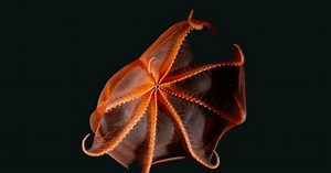 10 Creepy and Gruesome-Looking Sea Creatures