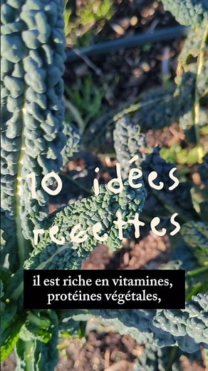 10 idées recettes végétales pour cuisiner le chou kale