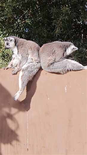 The "Lazy Lemur" Challenge: Can You Be This Still?