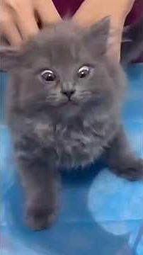 POV: Your Cat Goes to the Vet