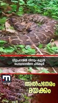 ഇരയെടുത്ത ശേഷം സുഖമയക്കം! കോഴിക്കോട് മുക്കത്ത് കൂറ്റൻ പെരുമ്പാമ്പിനെ പിടികൂടി | Paython