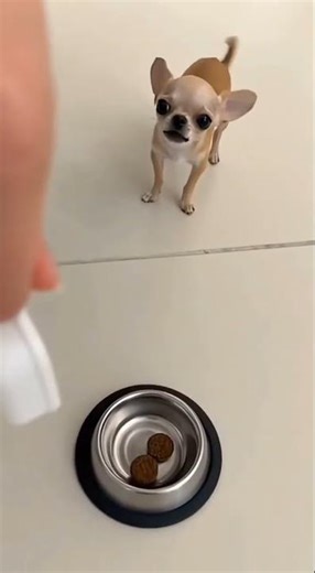 Meet the World’s Smallest Dog 😲🐾 | Too Tiny to Believe!