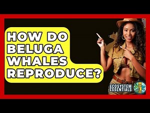 How Do Beluga Whales Reproduce? - Ecosystem Essentials