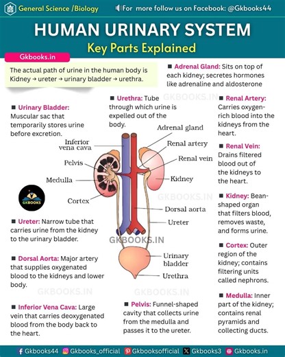 13K views · 214 reactions | Human Urinary System #gkbooks #humanurinarysystem #ncertbiology | Gkbooks | Facebook
