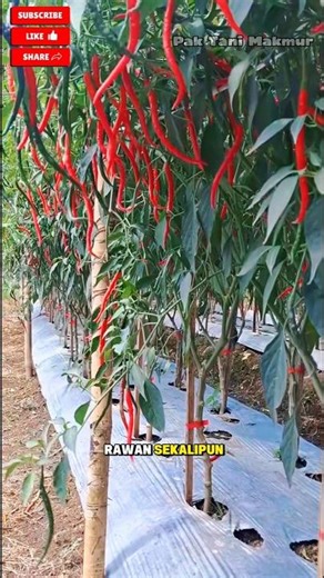 CMK AKAR | Cabai merah keriting akar #cmkakar #cabaimerahkeriting #cabai keriting
