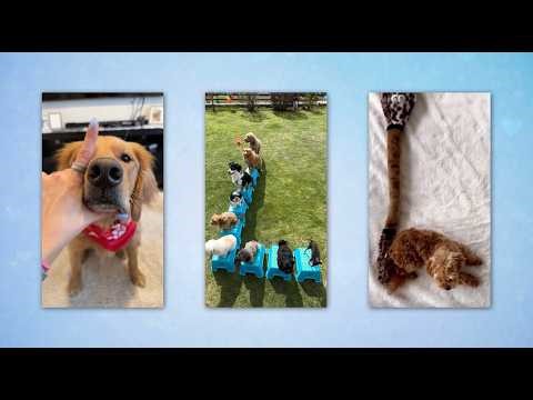 Michael Bublé - L.O.V.E. [Official Fan Video]