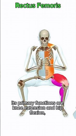 Rectus femoris #anatomy #muscle