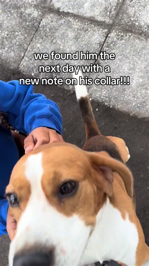 Introducing Bentley: The New Arrival