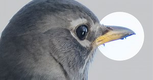 What is Chromatic Aberration? How to Deal with Color Fringing