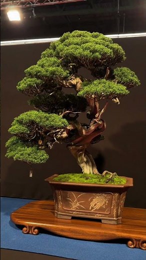 Europe's largest Bonsai show - the Trophy #bonsai