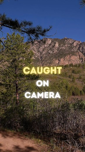 Park wildlife! Most pictures are from our Guzzlers- systems that catch and store water from rain and snow to be utilized by wildlife in dry periods. | Cheyenne Mountain State Park