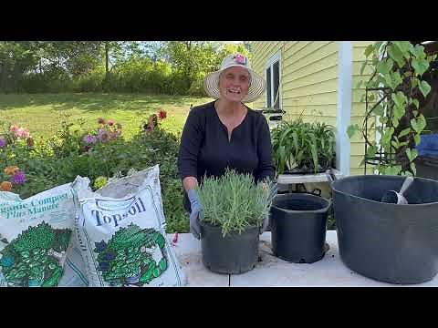 Planting Lavender in Containers - Container Gardening with Herbs
