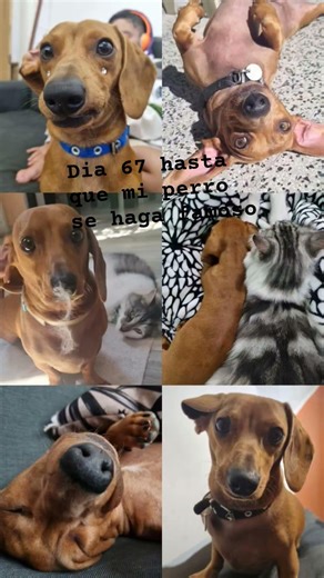 día 67 hasta que mi perro se haga famoso