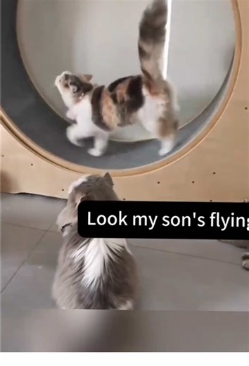 Funny Cat on a Treadmill: Hilarious Fitness Moments