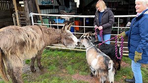 Watch: Lonely donkey meets new goat friends