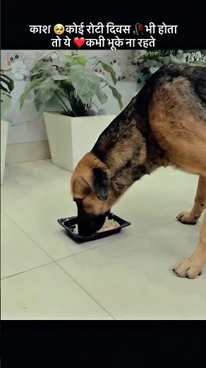 bejubano k liye roj roti day hona chiye 🥰 #goldes #pets #royalcanin #petbakery #petlovers #petland