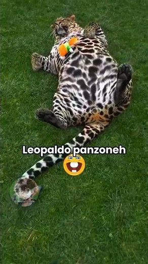 Vita da animali 🐆 EP. 87
