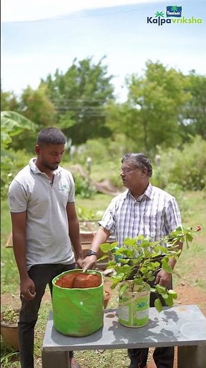 Potting and repotting techniques for rooftop gardens