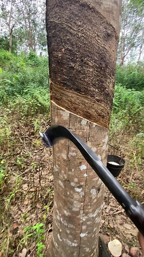 Rubber Tree Tapping Process Explained in Detail