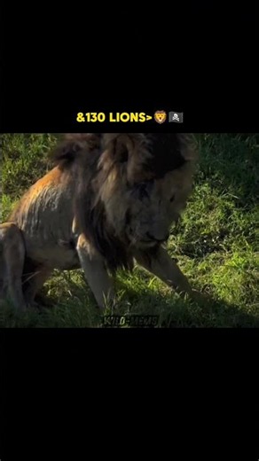 A True story of scar face lion 📈🏴‍☠️ #viral #wildlife #scarface #truestory #subscribe #relatable