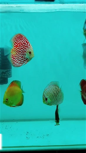 Discus fish how to keep at home#fish#fishing#discus