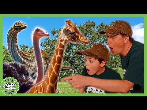 Dinosaurs, Animals & MORE! Wildlife Animal Adventure Park Zoo | T-Rex Ranch Dinosaur Videos