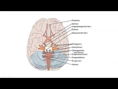 Die 12 Hirnnerven, Nervus Vagus, Nervus Trigeminus, Nervus facialis im Überblick erklärt