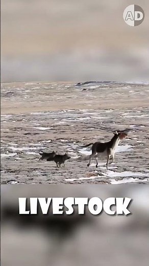 Why Donkeys Are the Most Unexpected Guardians of Livestock #animals